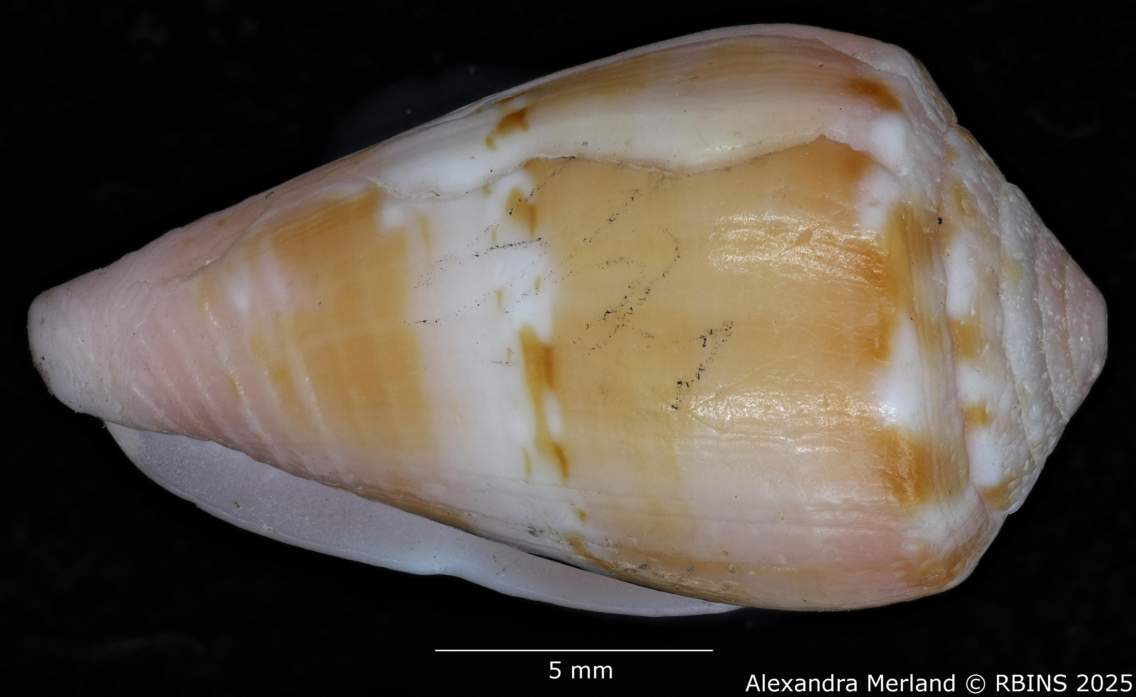 BE-RBINS-INV-MT-3035-Conus-olssoni-pt-L.jpg