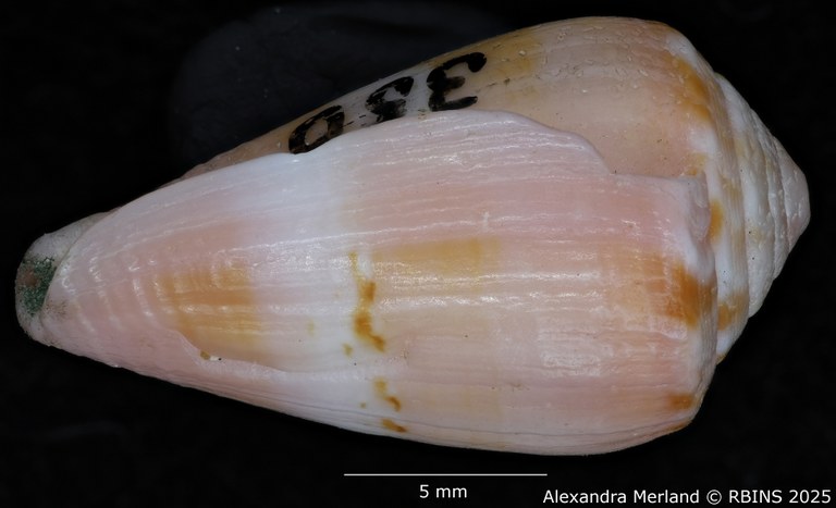 BE-RBINS-INV-MT-3035-Conus-olssoni-pt-L2.jpg