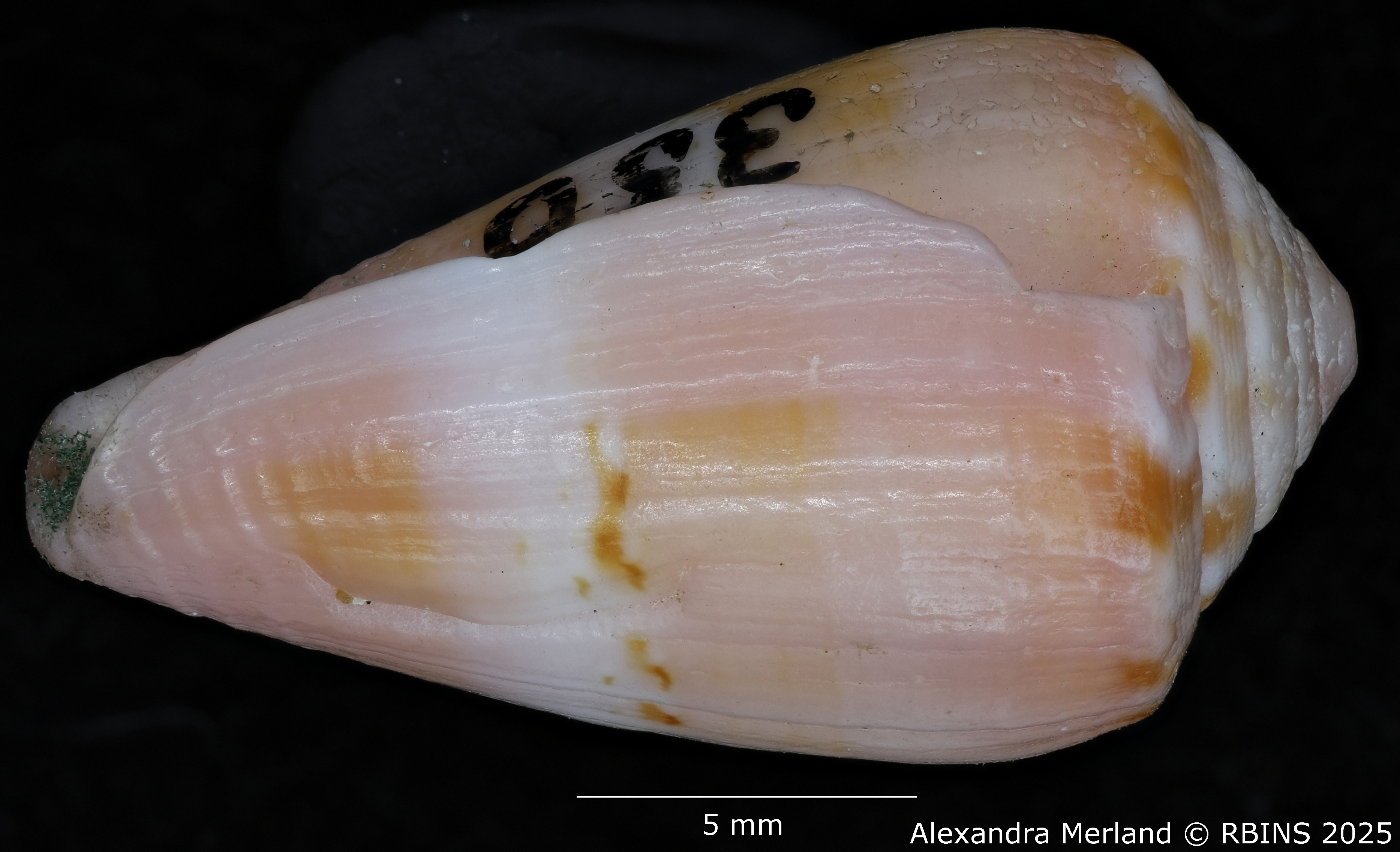 BE-RBINS-INV-MT-3035-Conus-olssoni-pt-L2.jpg