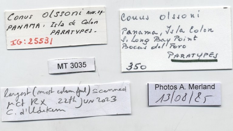 BE-RBINS-INV-MT-3035-Conus-olssoni-pt-label.jpg