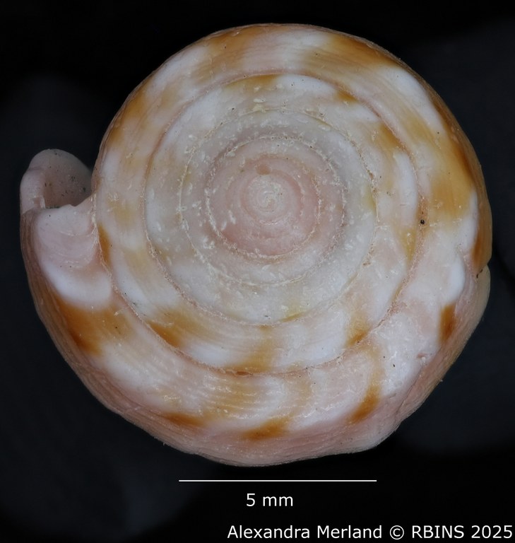 BE-RBINS-INV-MT-3035-Conus-olssoni-pt-Top.jpg