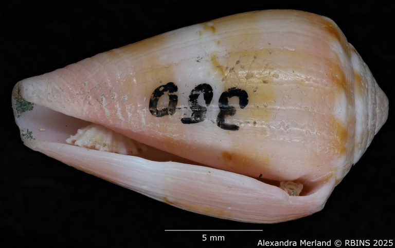 BE-RBINS-INV-MT-3035-Conus-olssoni-pt-V.jpg