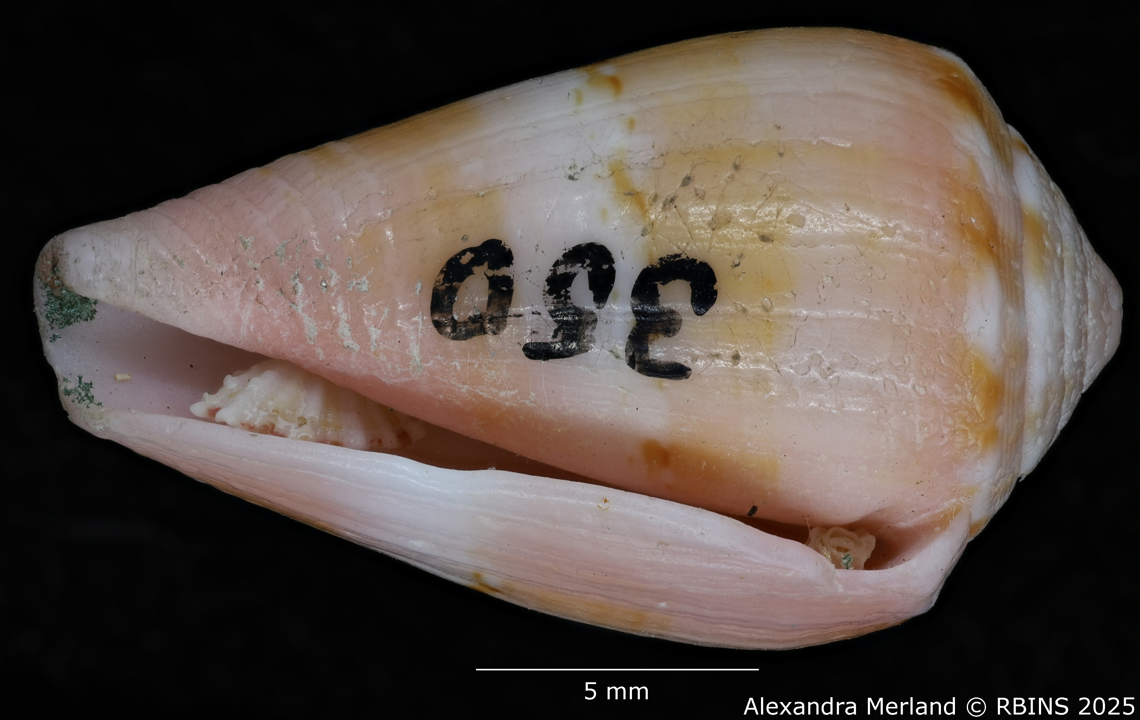 BE-RBINS-INV-MT-3035-Conus-olssoni-pt-V.jpg