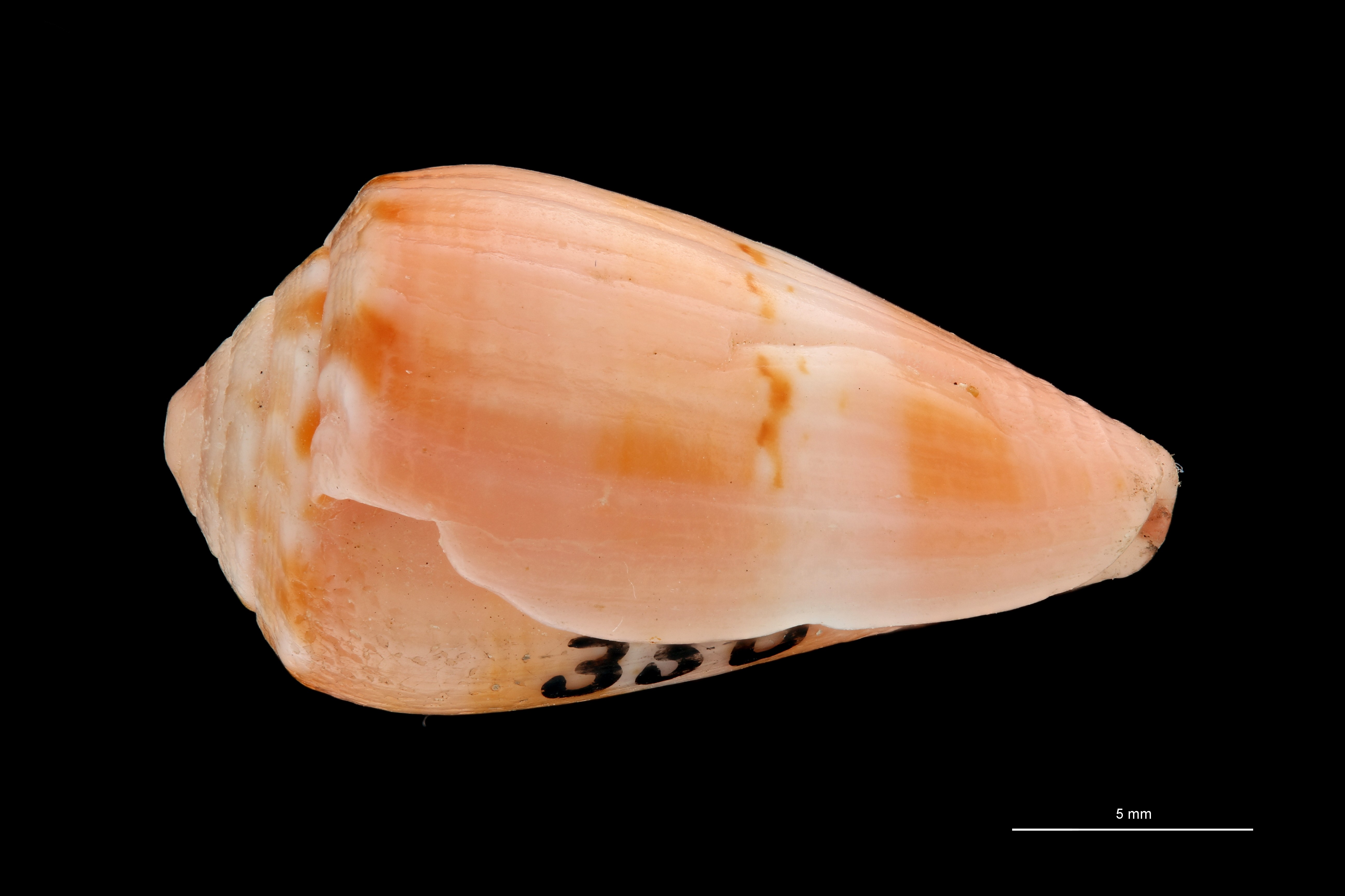 BE-RBINS-INV PARATYPE MT.3035 Conus (Atlanticonus) olssoni LATERAL ZS PMax Scaled.jpg