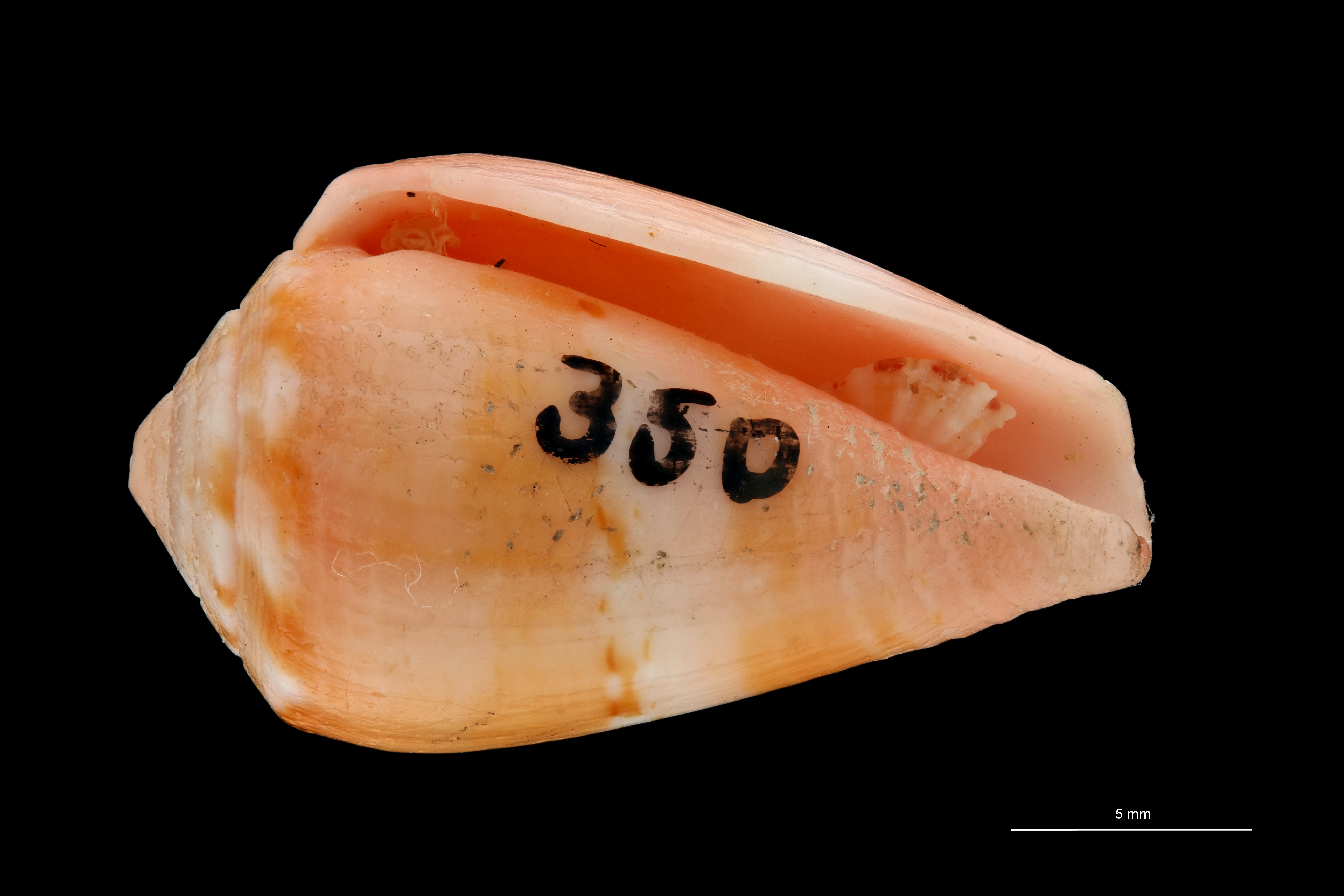 BE-RBINS-INV PARATYPE MT.3035 Conus (Atlanticonus) olssoni VENTRAL ZS PMax Scaled.jpg
