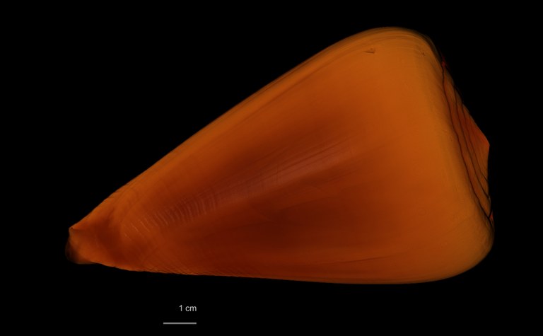 BE-RBINS-INV HOLOTYPE MT 378 Conus betulinus var. immaculata DORSAL MCT RX.jpg