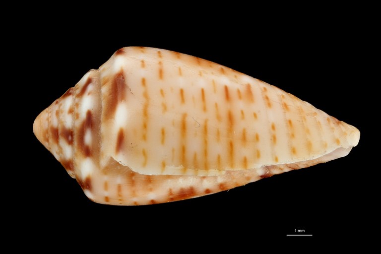 BE-RBINS-INV PARATYPE MT 393 Conus boubeeae LATERAL ZS PMax Scaled.jpg