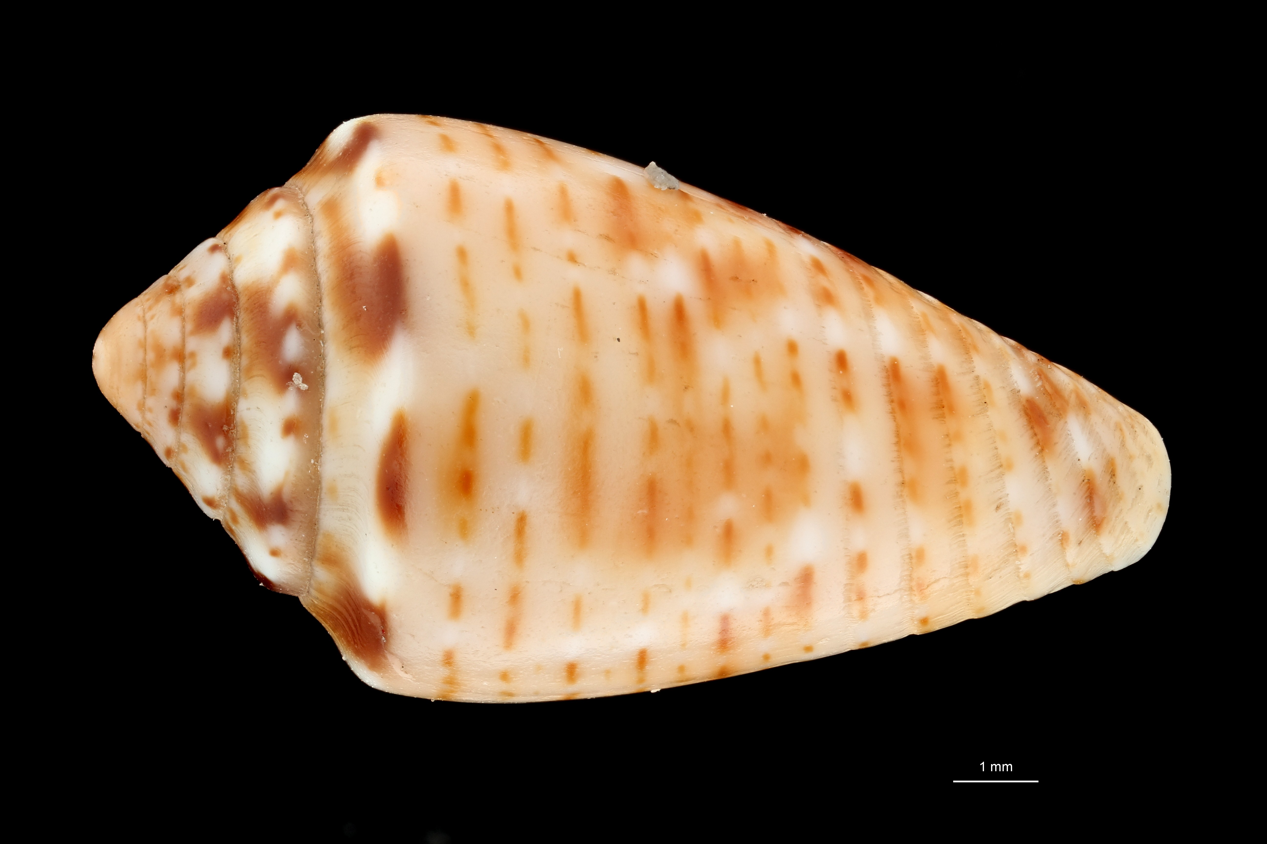 BE-RBINS-INV PARATYPE MT 393 Conus boubeeae DORSAL ZS PMax Scaled.jpg