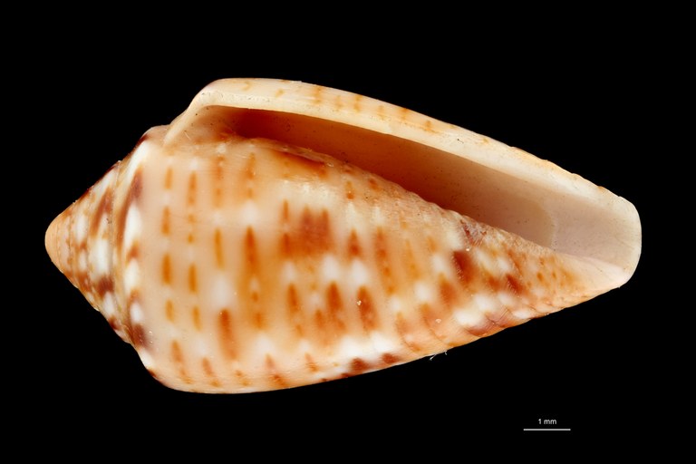 BE-RBINS-INV PARATYPE MT 393 Conus boubeeae VENTRAL ZS PMax Scaled.jpg