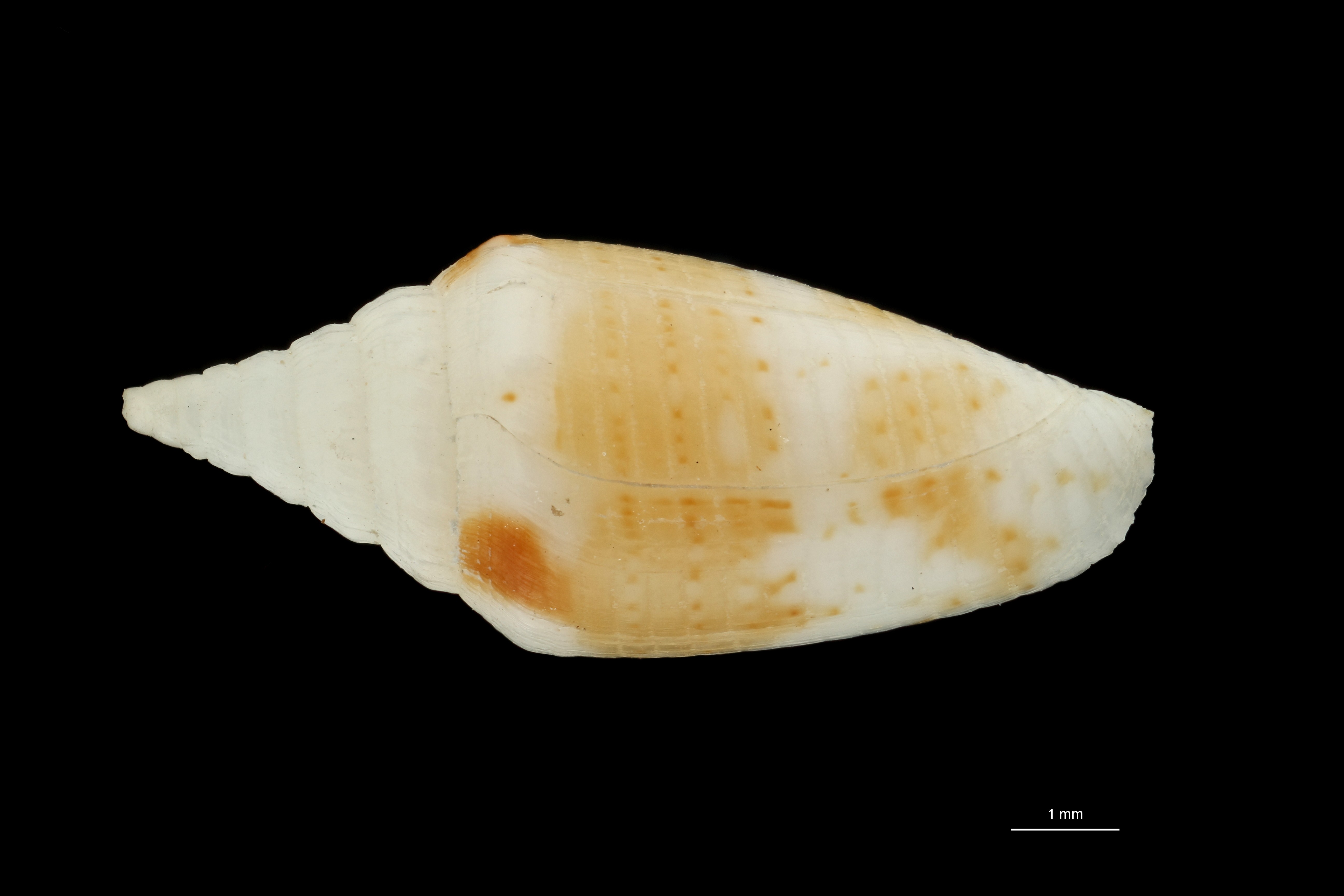 BE-RBINS-INV PARATYPE MT.3044 Conus (Brasiliconus) scopulorum DORSAL ZS PMax Scaled.jpg