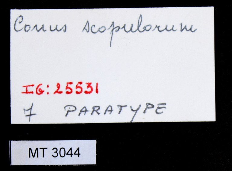 BE-RBINS-INV PARATYPE MT.3044 Conus (Brasiliconus) scopulorum LABELS.jpg
