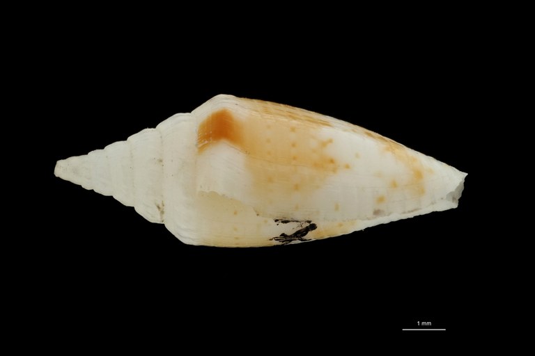 BE-RBINS-INV PARATYPE MT.3044 Conus (Brasiliconus) scopulorum LATERAL ZS PMax Scaled.jpg