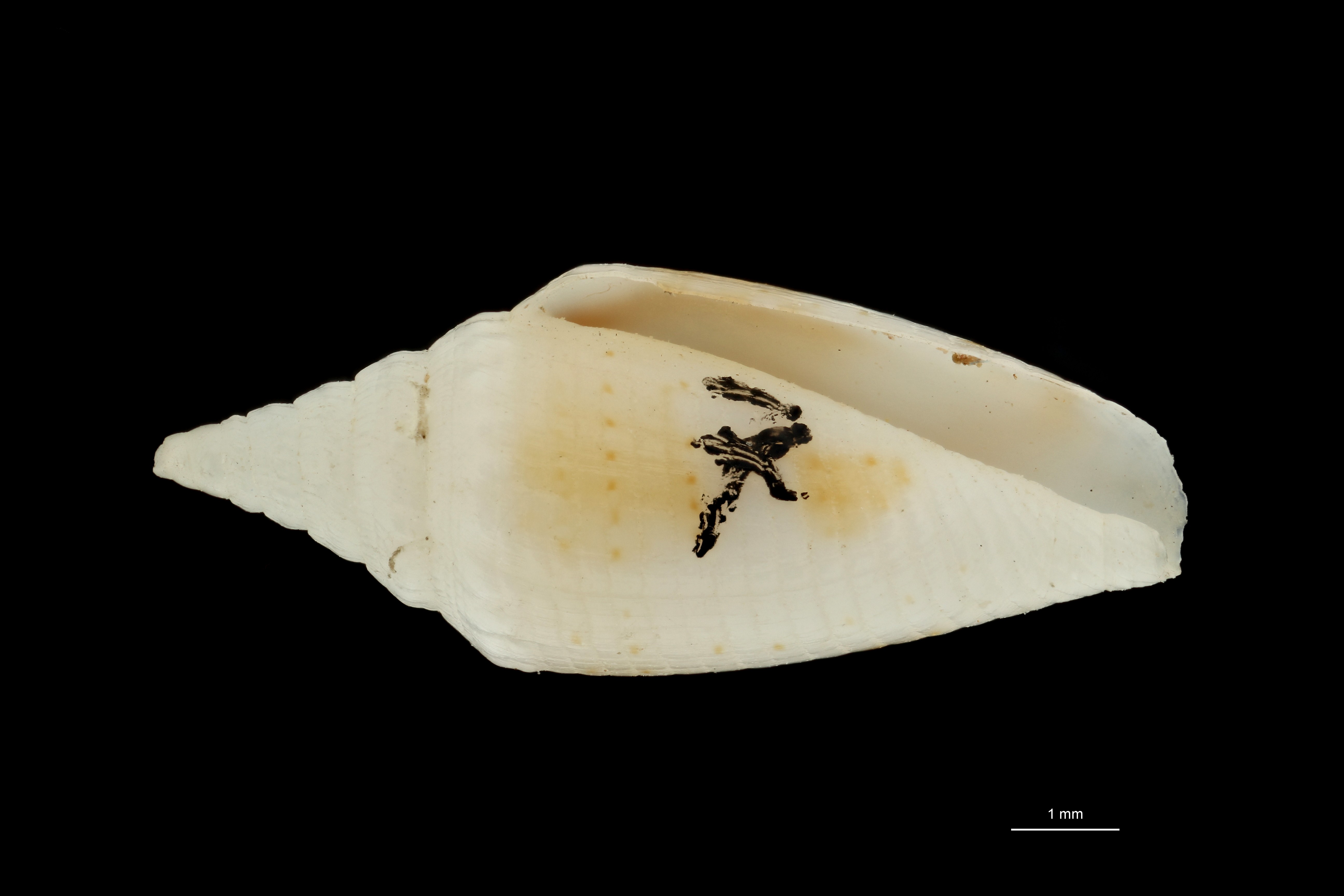 BE-RBINS-INV PARATYPE MT.3044 Conus (Brasiliconus) scopulorum VENTRAL ZS PMax Scaled.jpg
