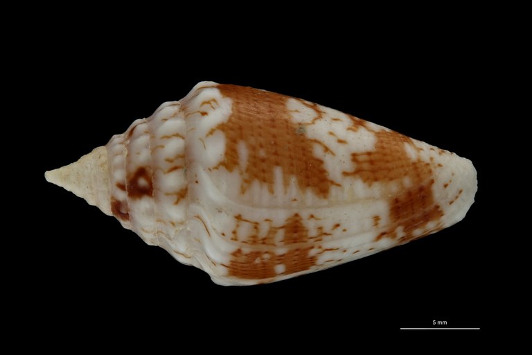 BE-RBINS-INV PARATYPE MT.3051 Conus (Brasiliconus) scopulorum DORSAL ZS PMax Scaled.jpg