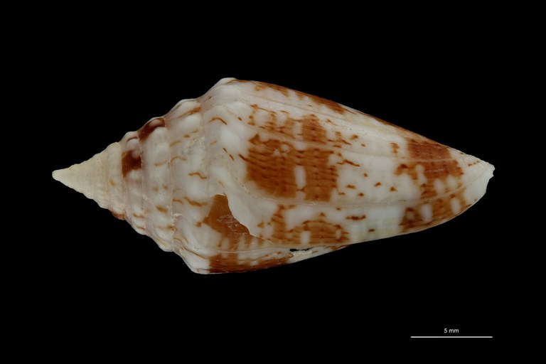 BE-RBINS-INV PARATYPE MT.3051 Conus (Brasiliconus) scopulorum LATERAL ZS PMax Scaled.jpg