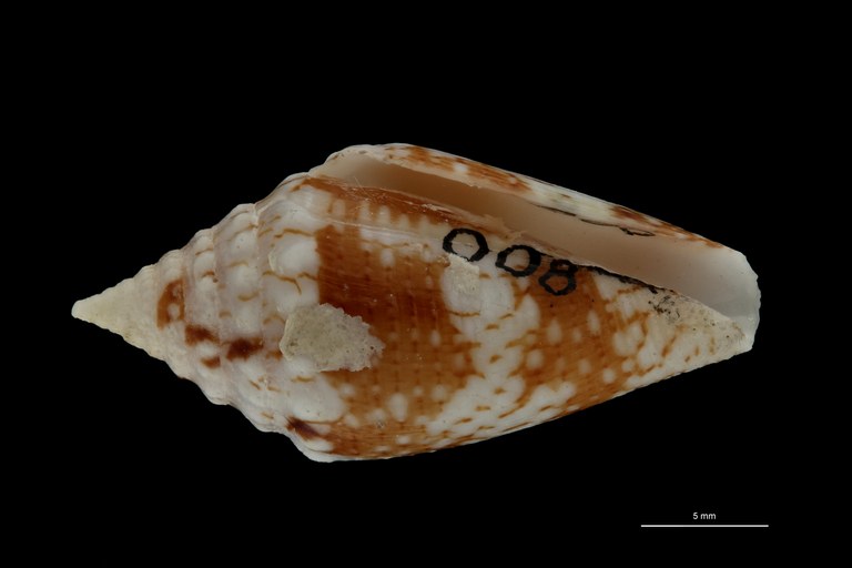 BE-RBINS-INV PARATYPE MT.3051 Conus (Brasiliconus) scopulorum VENTRAL ZS PMax Scaled.jpg