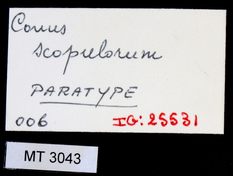 BE-RBINS-INV PARATYPE MT.3043 Conus (Brasiliconus) scopulorum LABELS.jpg