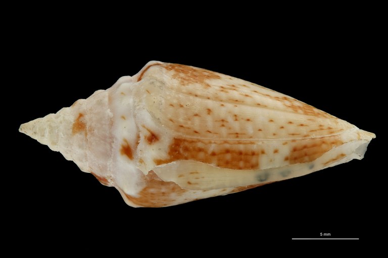 BE-RBINS-INV PARATYPE MT.3043 Conus (Brasiliconus) scopulorum LATERAL ZS PMax Scaled.jpg