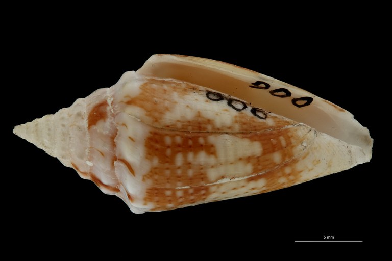 BE-RBINS-INV PARATYPE MT.3043 Conus (Brasiliconus) scopulorum VENTRAL ZS PMax Scaled.jpg