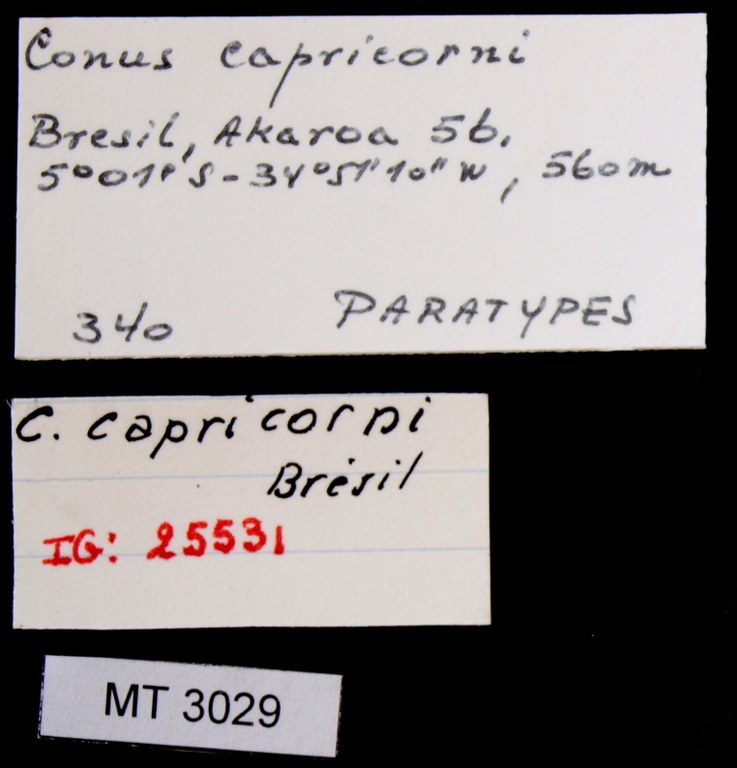 BE-RBINS-INV PARATYPE MT.3029 Conus capricorni LABELS.jpg