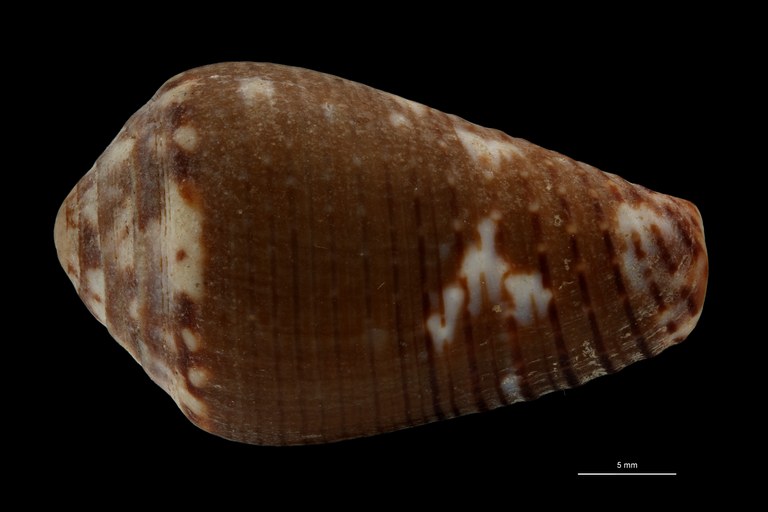 BE-RBINS-INV HOLOTYPE MT.2531 Conus catus var. fuscoolivaceus DORSAL ZS PMax Scaled.jpg