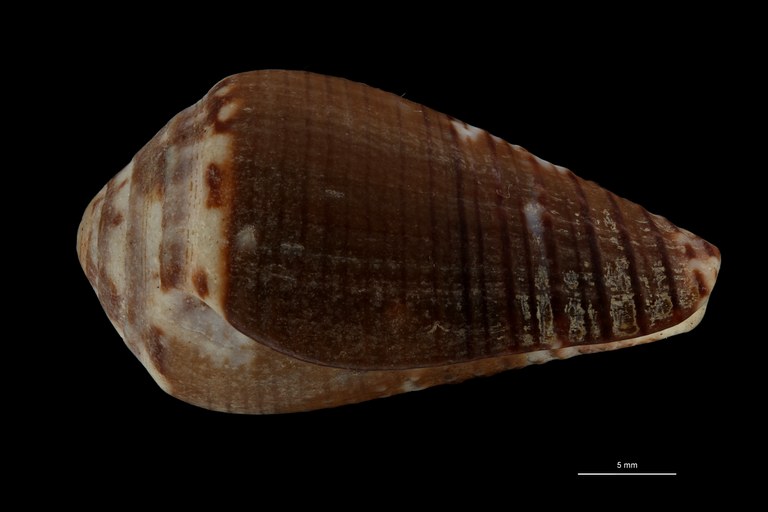 BE-RBINS-INV HOLOTYPE MT.2531 Conus catus var. fuscoolivaceus LATERAL ZS PMax Scaled.jpg