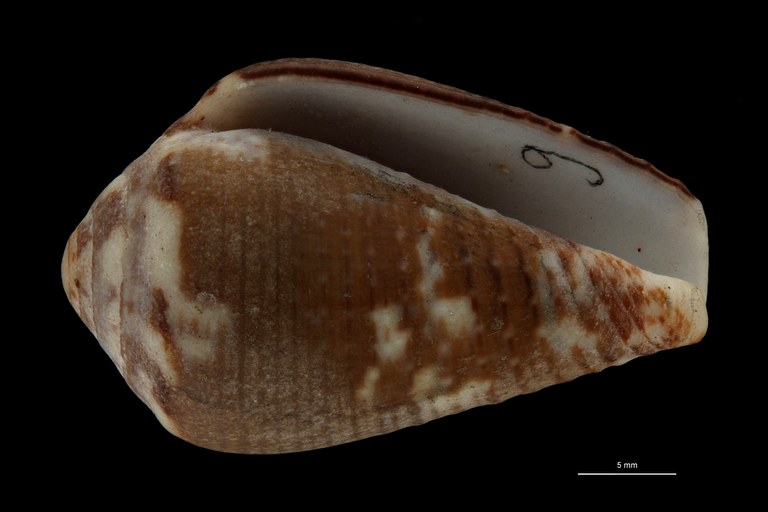 BE-RBINS-INV HOLOTYPE MT.2531 Conus catus var. fuscoolivaceus VENTRAL ZS PMax Scaled.jpg