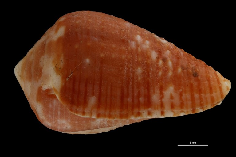 BE-RBINS-INV HOLOTYPE MT.2530 Conus catus var. rubrapapillosa LATERAL ZS PMax Scaled.jpg