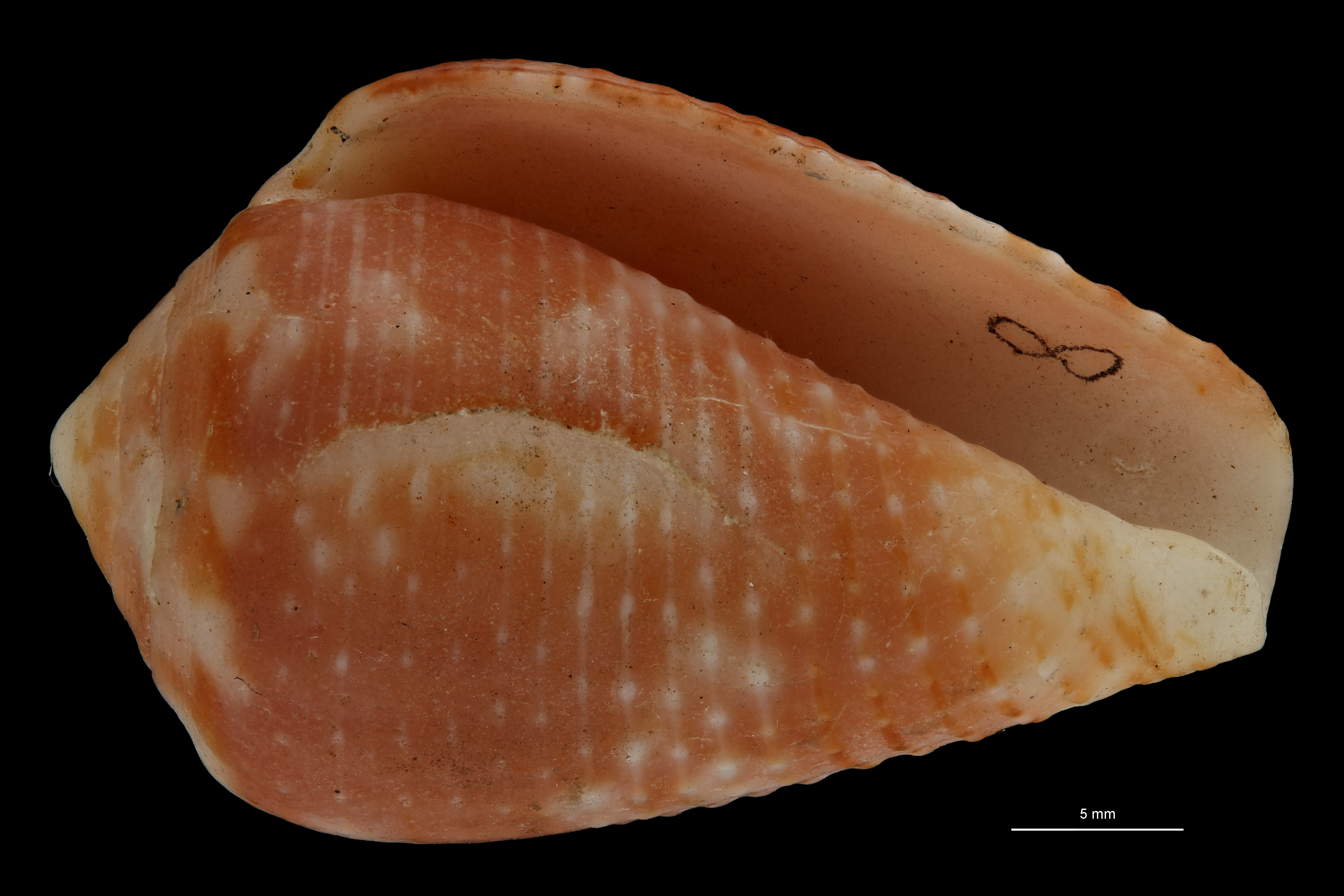 BE-RBINS-INV HOLOTYPE MT.2530 Conus catus var. rubrapapillosa VENTRAL ZS PMax Scaled.jpg