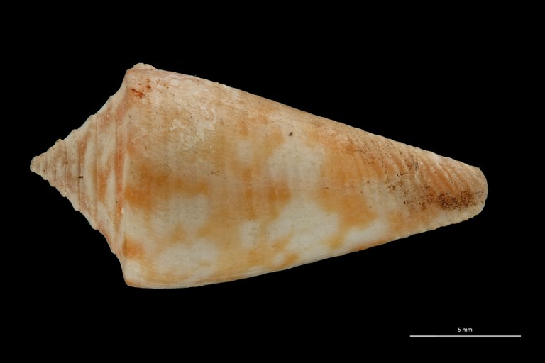 BE-RBINS-INV PARATYPE MT 3028 Conus (Chelyconus) altenai DORSAL ZS PMax Scaled.jpg