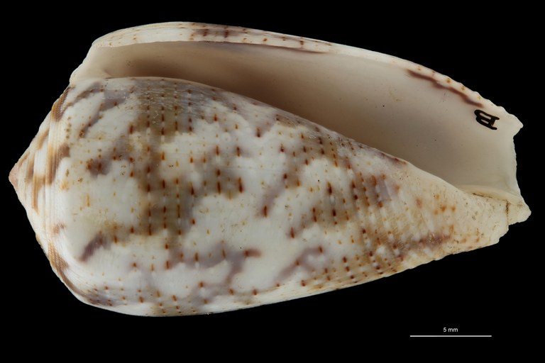 BE-RBINS-INV PARALLECTOTYPE MT 391 Conus decurtatus VENTRAL ZS PMax Scaled.jpg