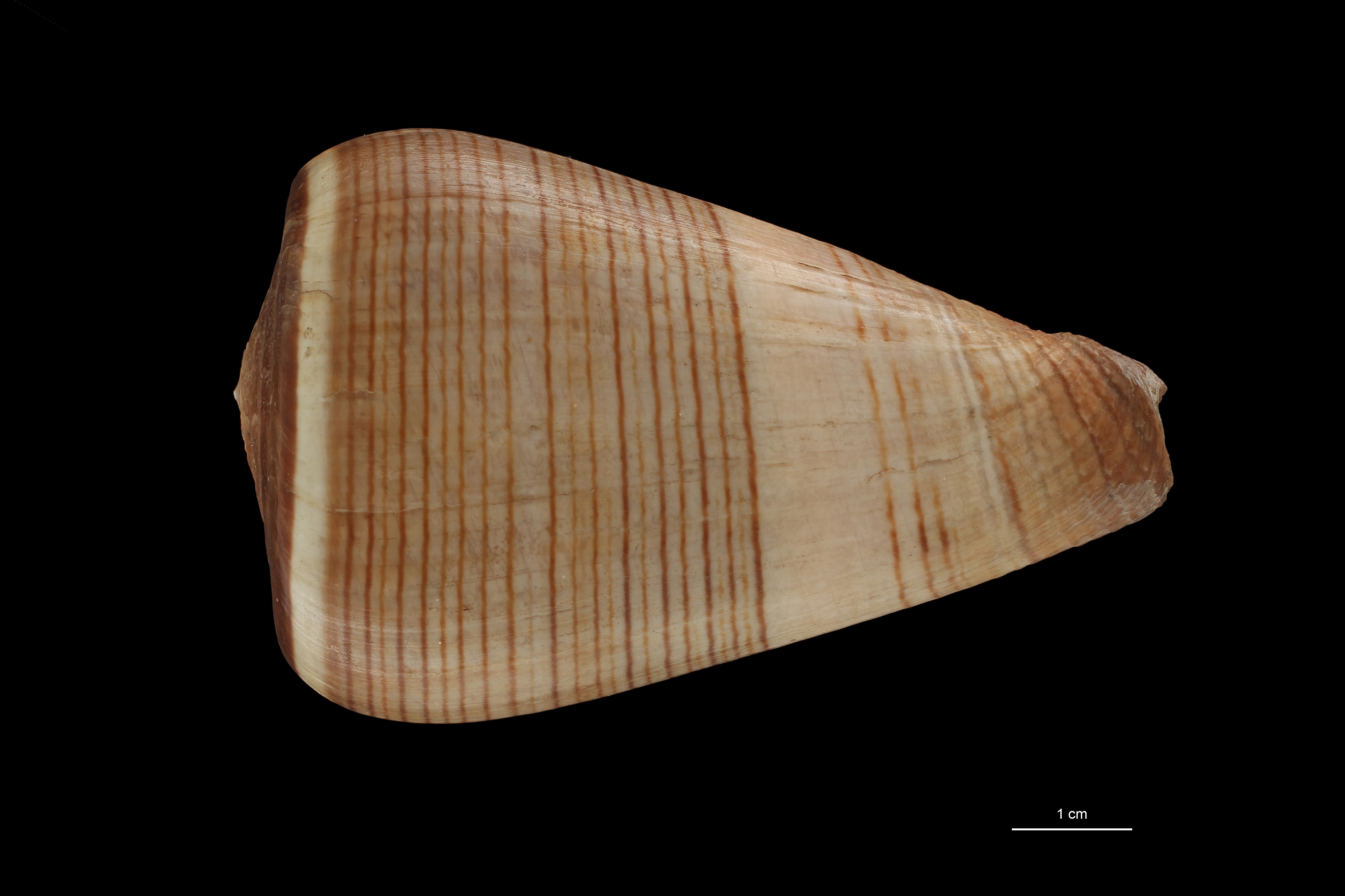 BE-RBINS-INV HOLOTYPE MT.2532 Conus figulinus var. insignis DORSAL ZS PMax Scaled.jpg