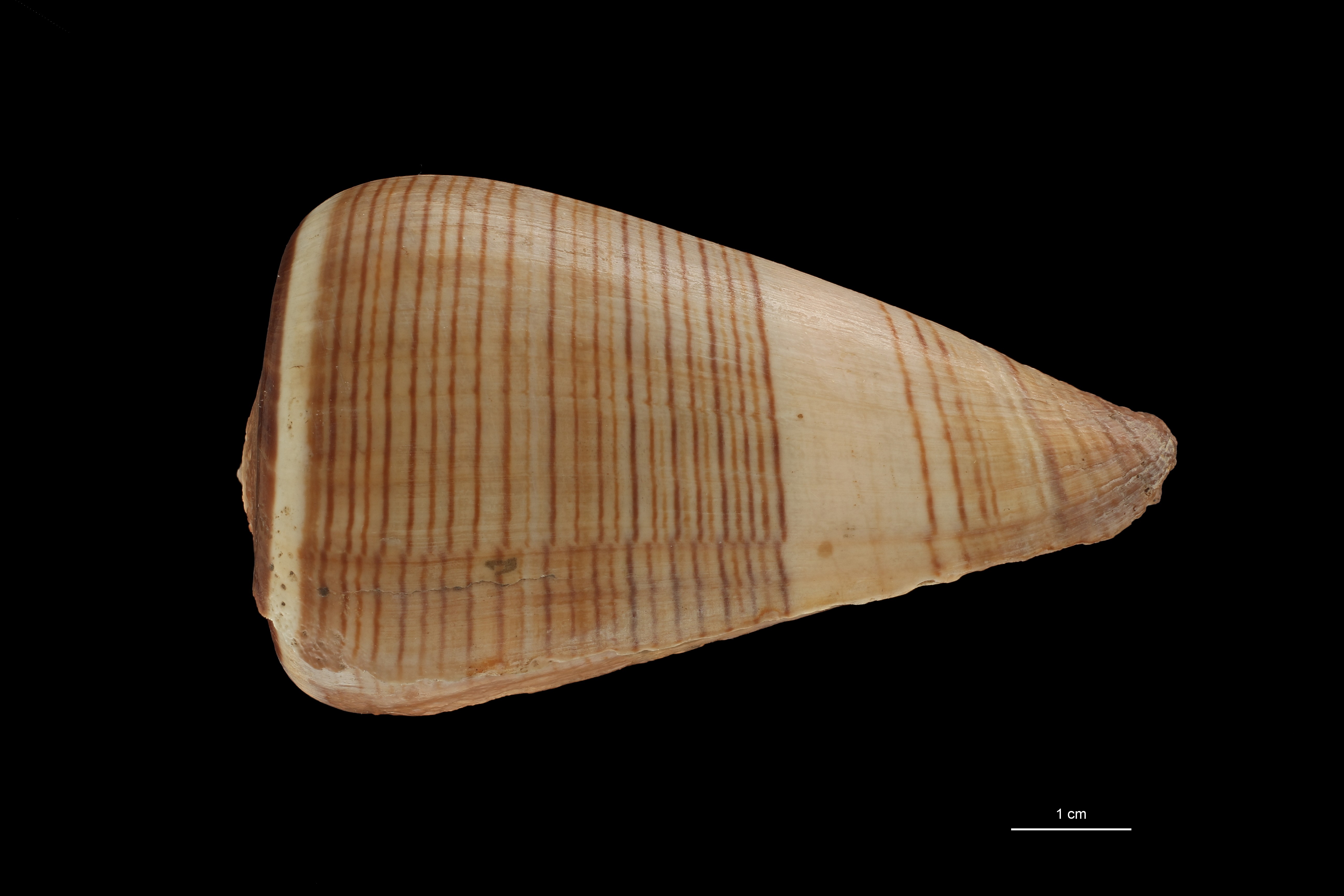 BE-RBINS-INV HOLOTYPE MT.2532 Conus figulinus var. insignis LATERAL ZS PMax Scaled.jpg