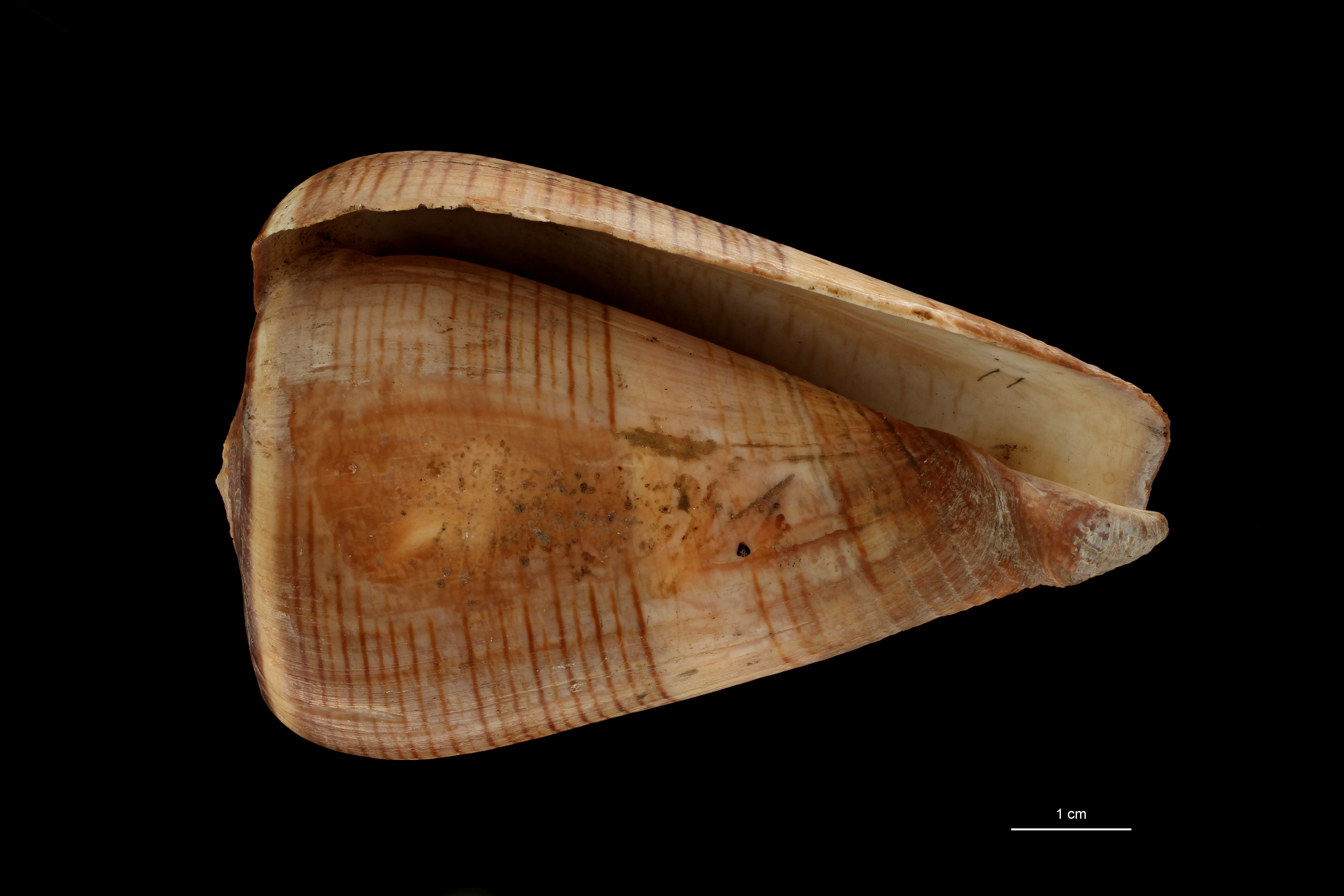 BE-RBINS-INV HOLOTYPE MT.2532 Conus figulinus var. insignis VENTRAL ZS PMax Scaled.jpg