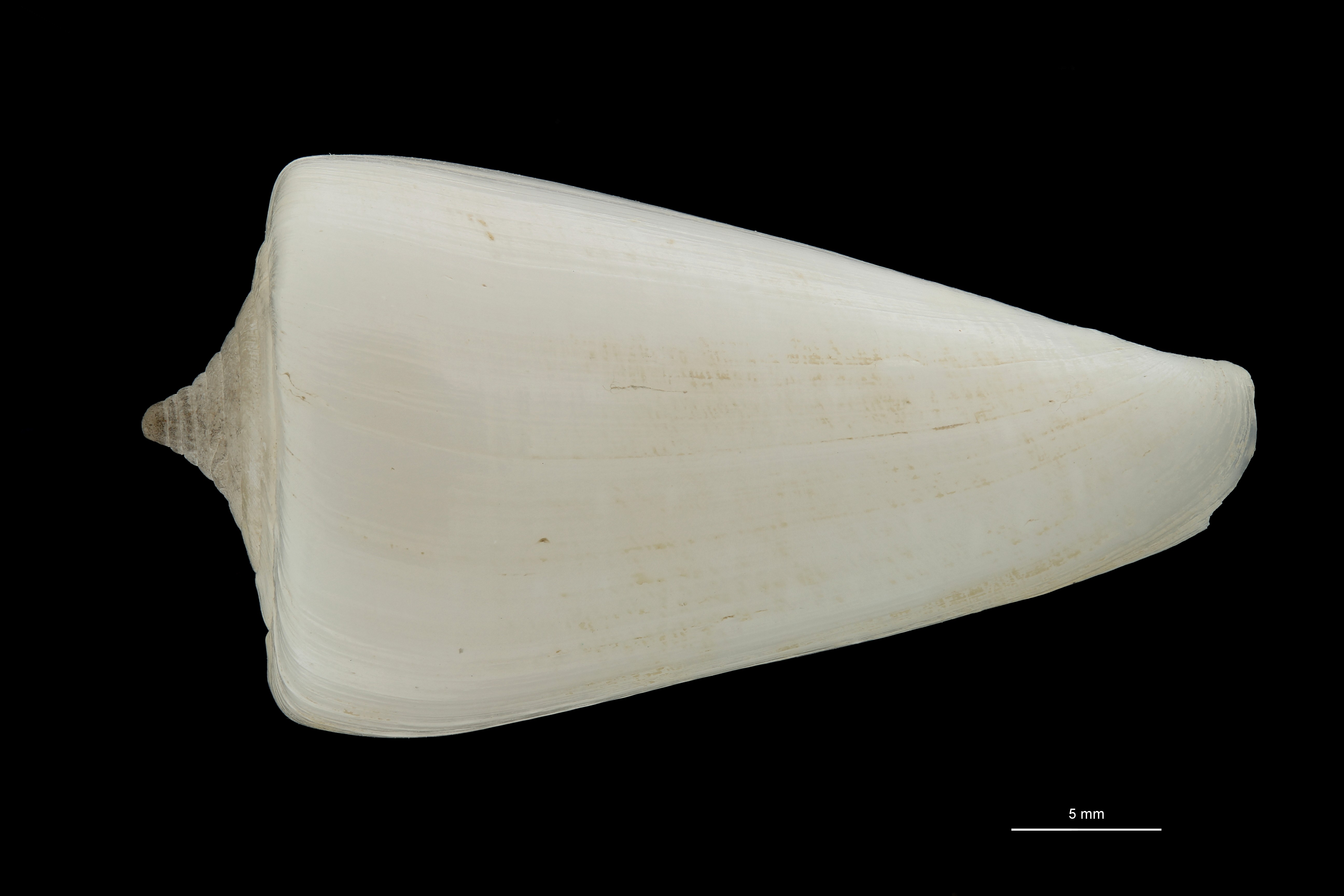 BE-RBINS-INV PARATYPE MT.3030 Conus gerdae DORSAL ZS PMax Scaled.jpg