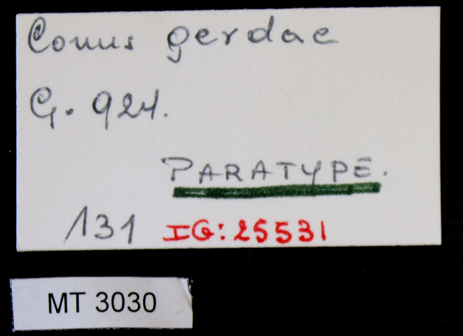 BE-RBINS-INV PARATYPE MT.3030 Conus gerdae LABELS.jpg