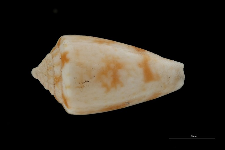 BE-RBINS-INV PARATYPE MT.3031 Conus gerdae DORSAL ZS PMax Scaled.jpg