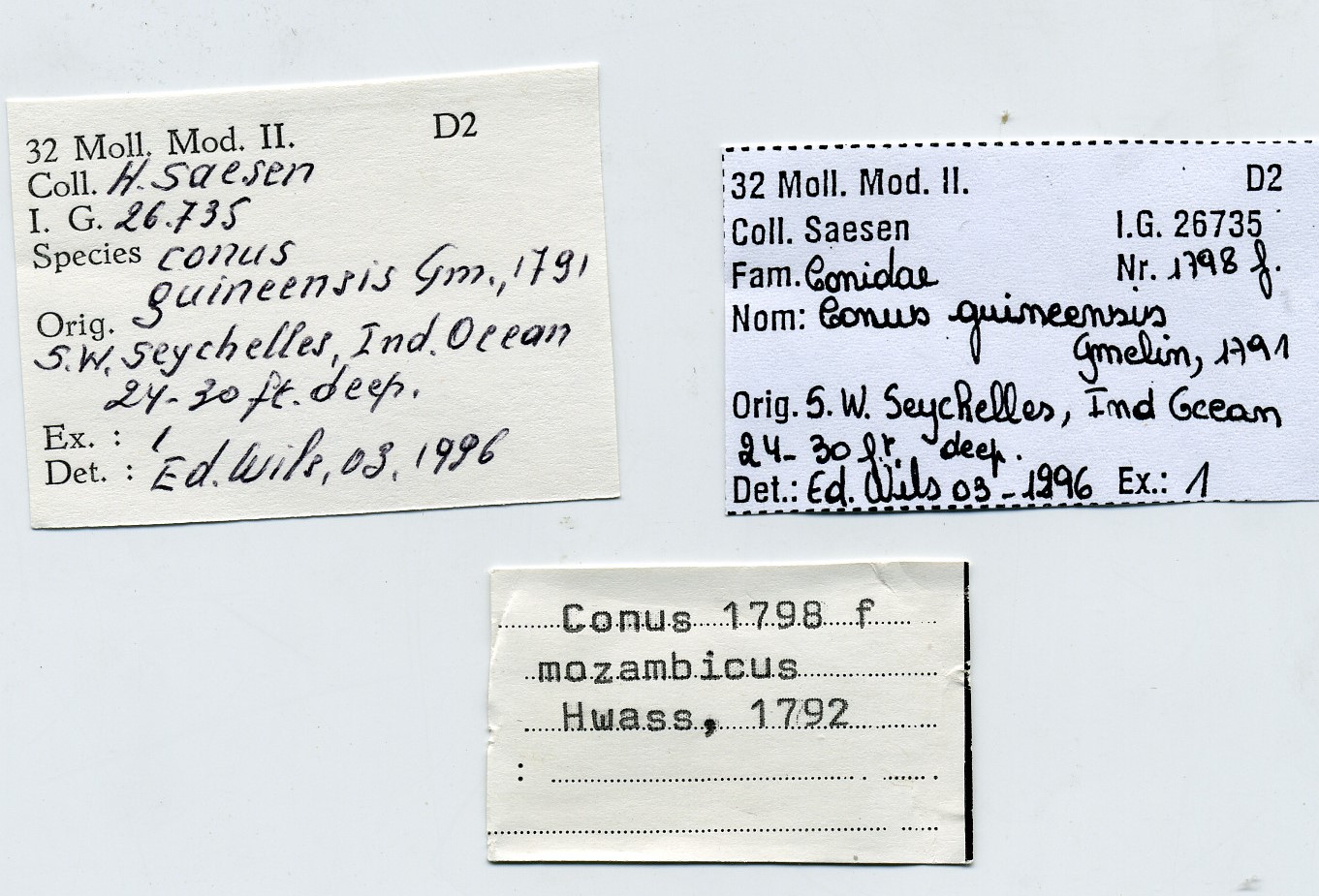BE-RBINS-INV-SAES-1798f-Conus-guineensis-nt-label.jpg
