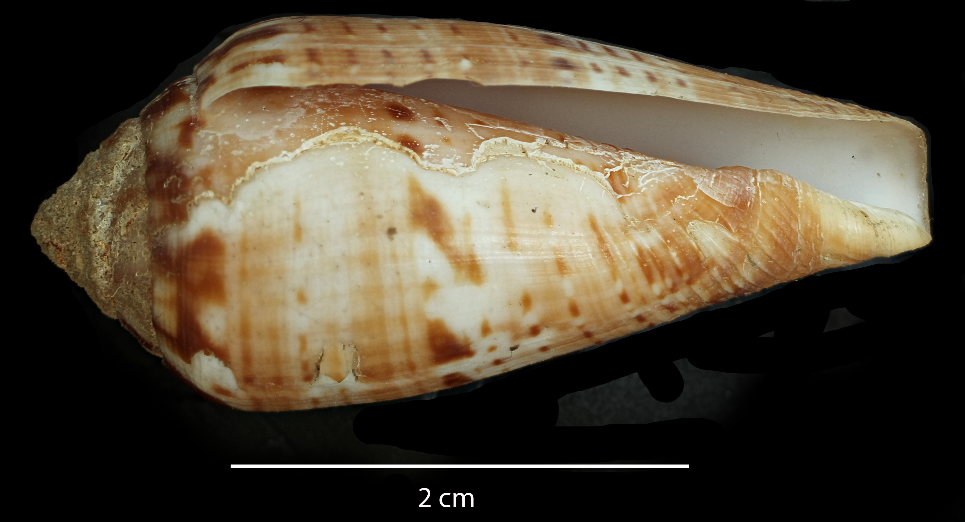 BE-RBINS-INV-SAES-1798f-Conus-guineensis-nt-V.jpg