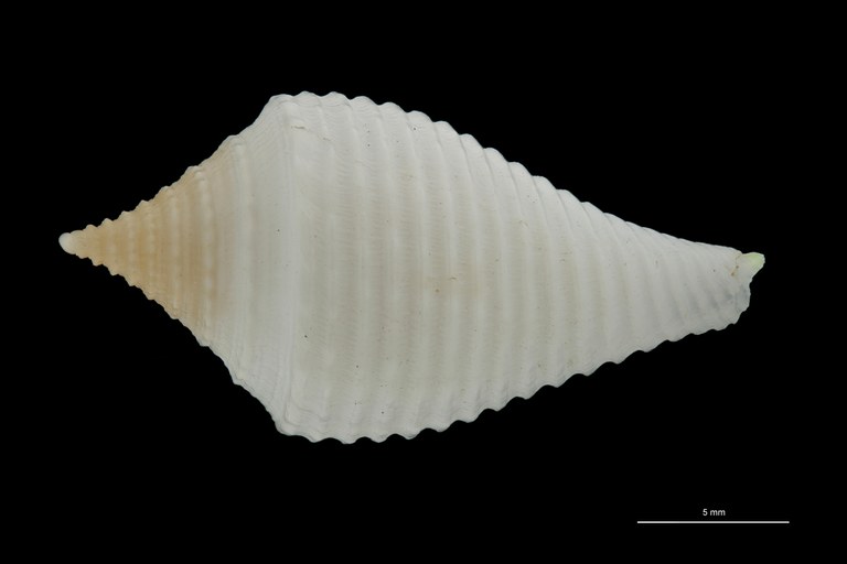 BE-RBINS-INV PARATYPE MT.3032 Conus guyanensis DORSAL ZS PMax Scaled.jpg