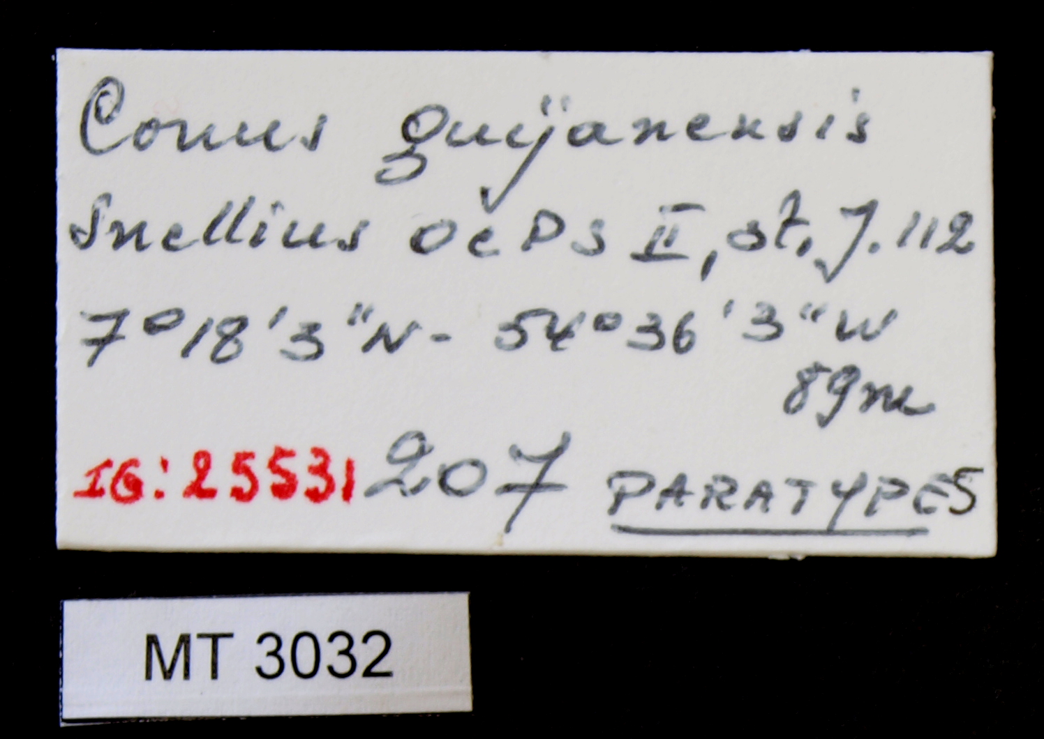 BE-RBINS-INV PARATYPE MT.3032 Conus guyanensis LABELS.jpg