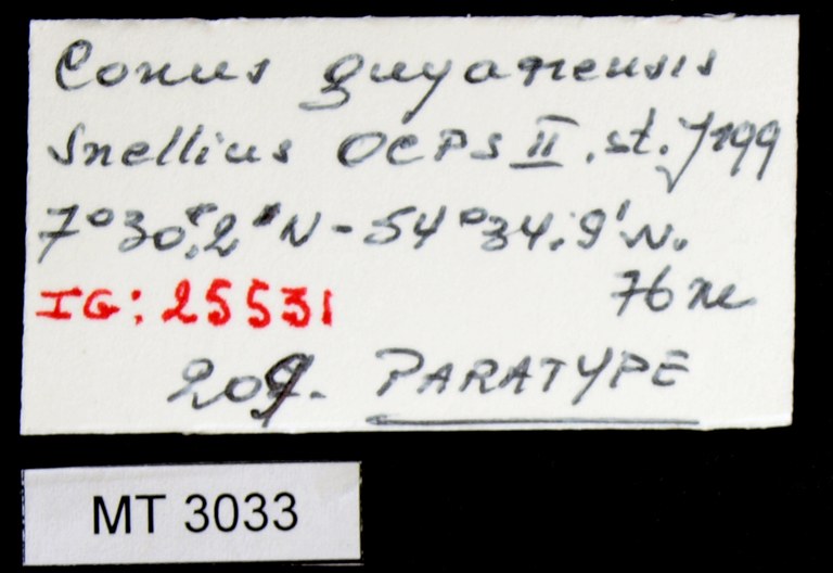 BE-RBINS-INV PARATYPE MT.3033 Conus guyanensis LABELS.jpg