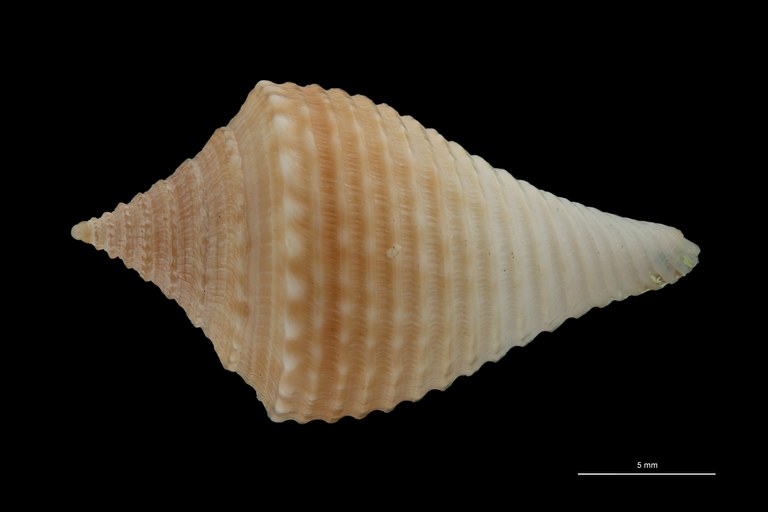 BE-RBINS-INV PARATYPE MT.3033 Conus guyanensis DORSAL ZS PMax Scaled.jpg