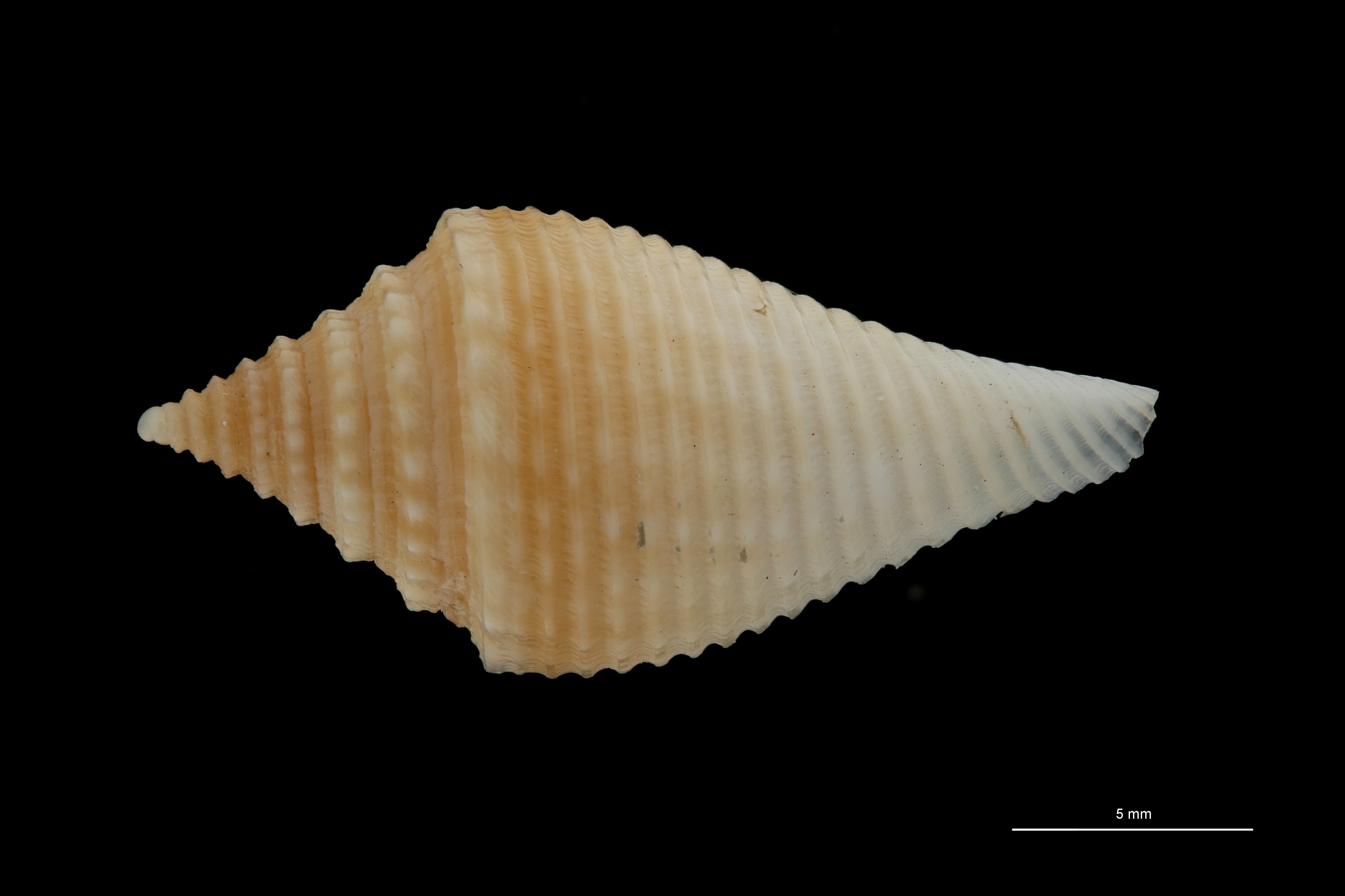 BE-RBINS-INV PARATYPE MT.3034 Conus guyanensis DORSAL ZS PMax Scaled.jpg