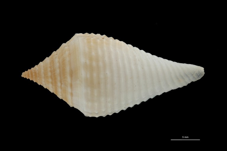BE-RBINS-INV PARATYPE MT.3052 Conus guyanensis DORSAL ZS PMax Scaled.jpg