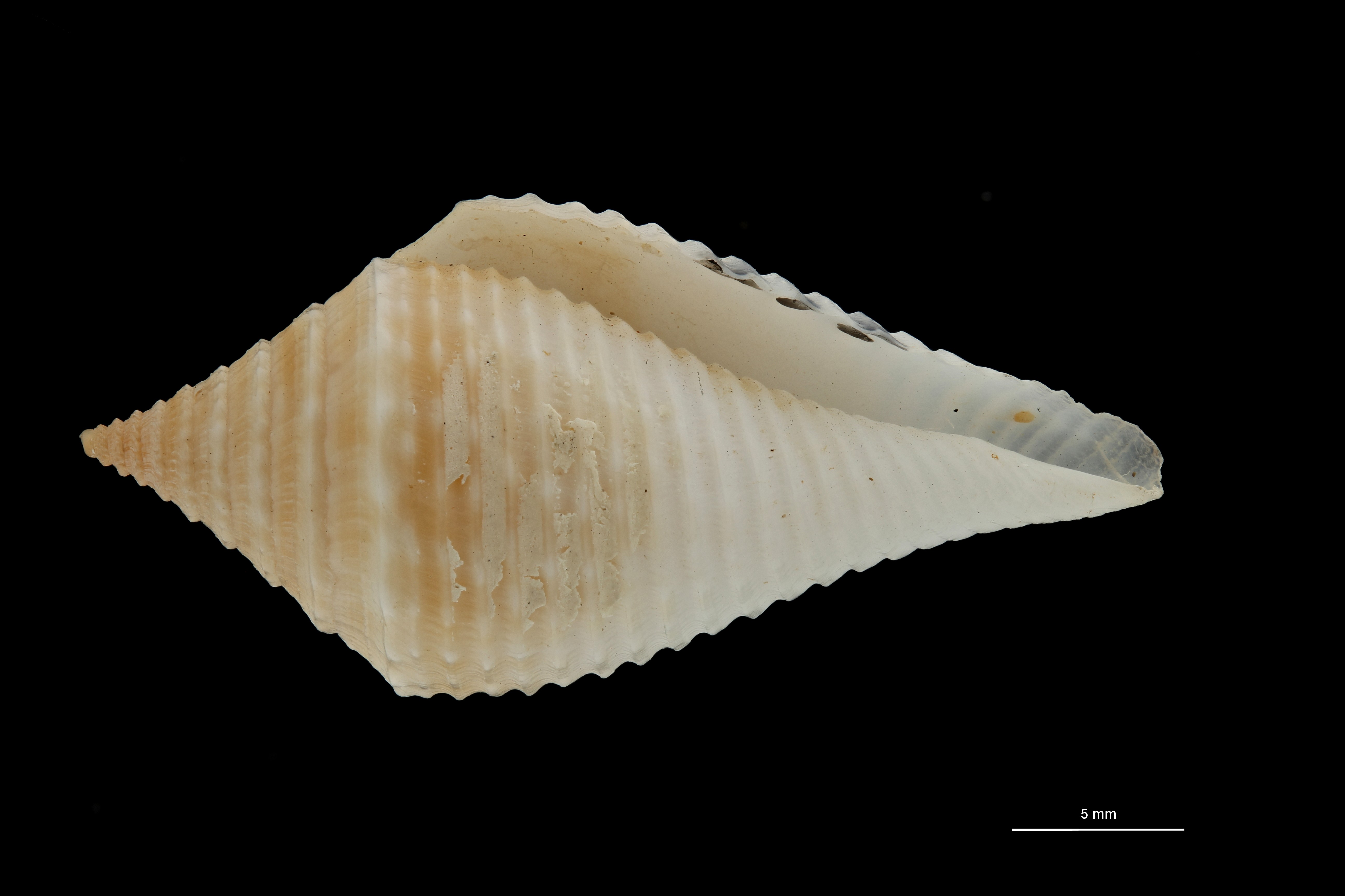 BE-RBINS-INV PARATYPE MT.3052 Conus guyanensis VENTRAL ZS PMax Scaled.jpg