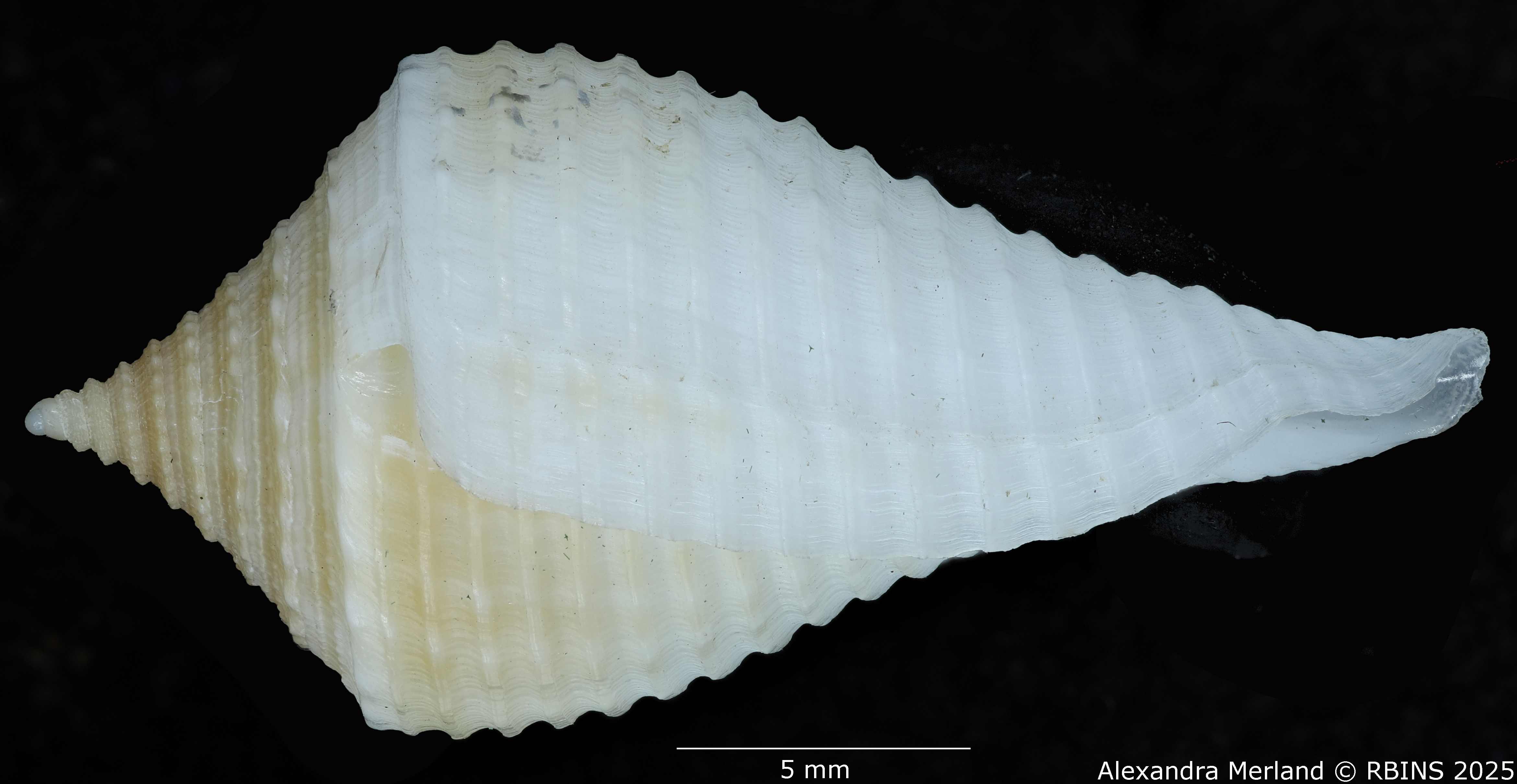 BE-RBINS-INV-MT-160-Conus-guyanensis-pt-L.jpg