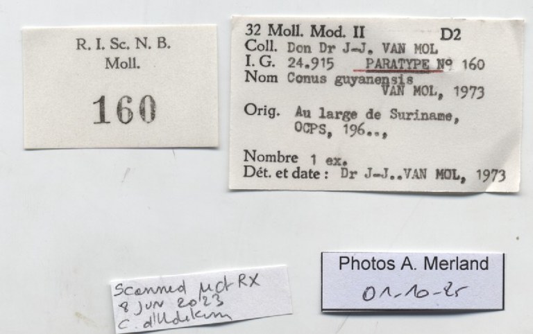 BE-RBINS-INV-MT-160-Conus-guyanensis-pt-label.jpg