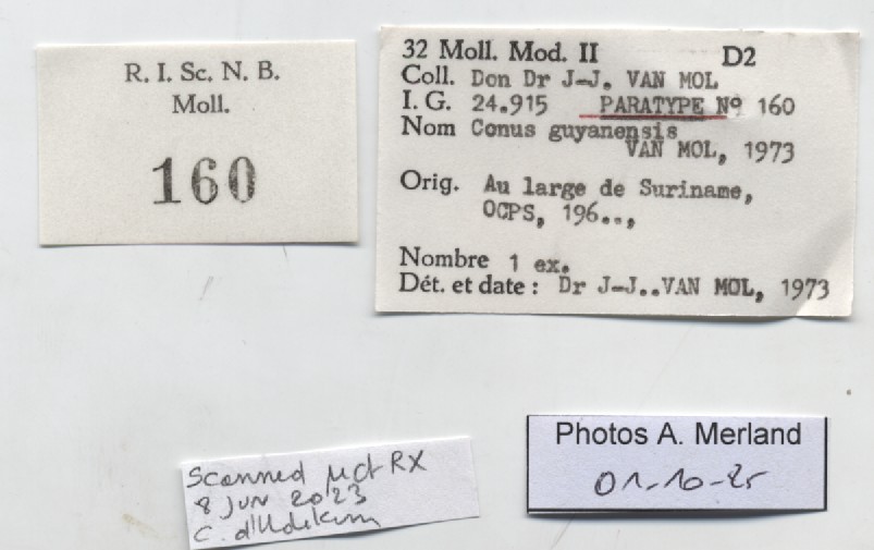 BE-RBINS-INV-MT-160-Conus-guyanensis-pt-label.jpg