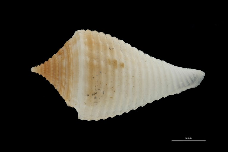 BE-RBINS-INV PARATYPE MT 160 Conus guyanensis DORSAL ZS PMax Scaled.jpg